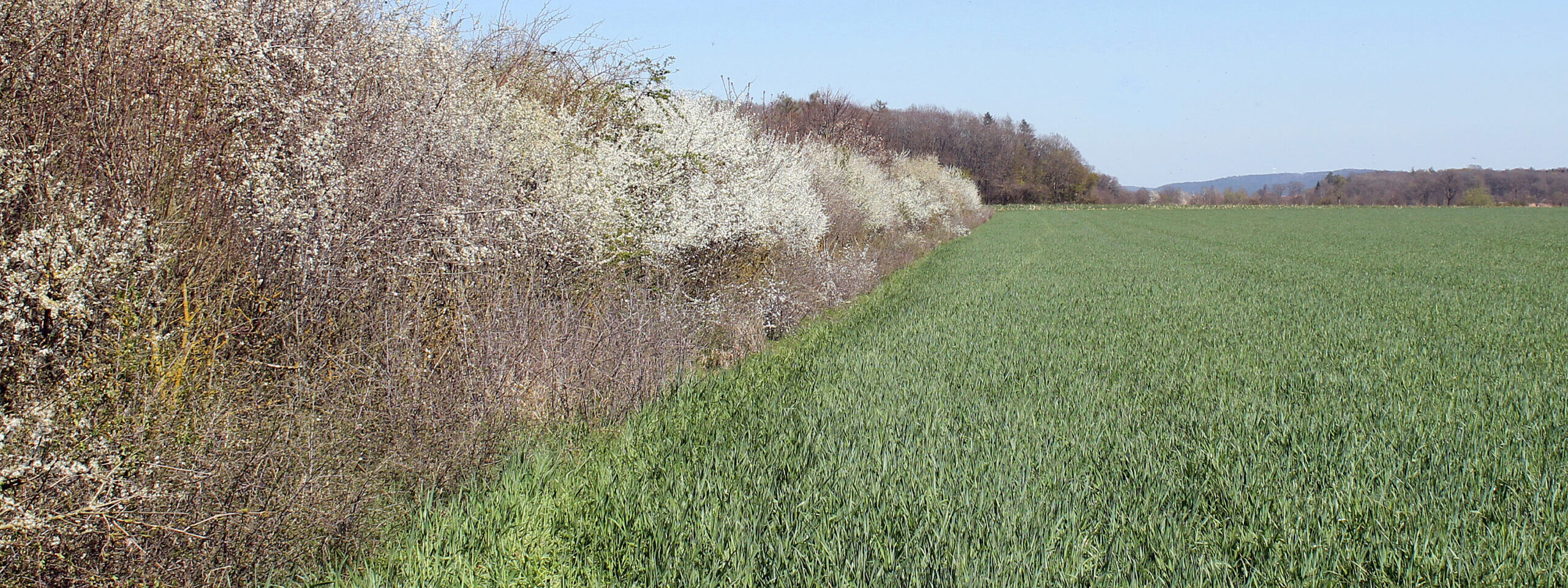 Blühende Schlehenhecke neben einer Agrarfläche bei Leidendorf, Bayern