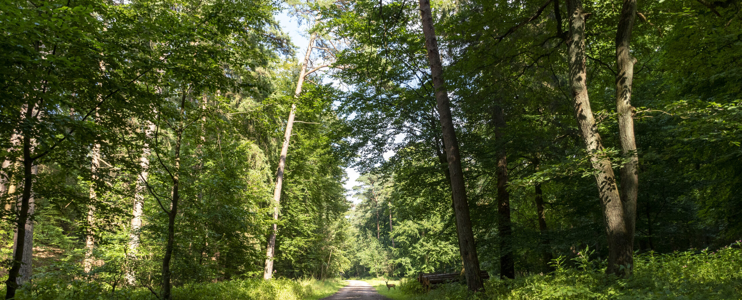 Ein befestigter Waldweg durch einen Mischwald mit einem Holzpolter und einem Reh am Wegesrand