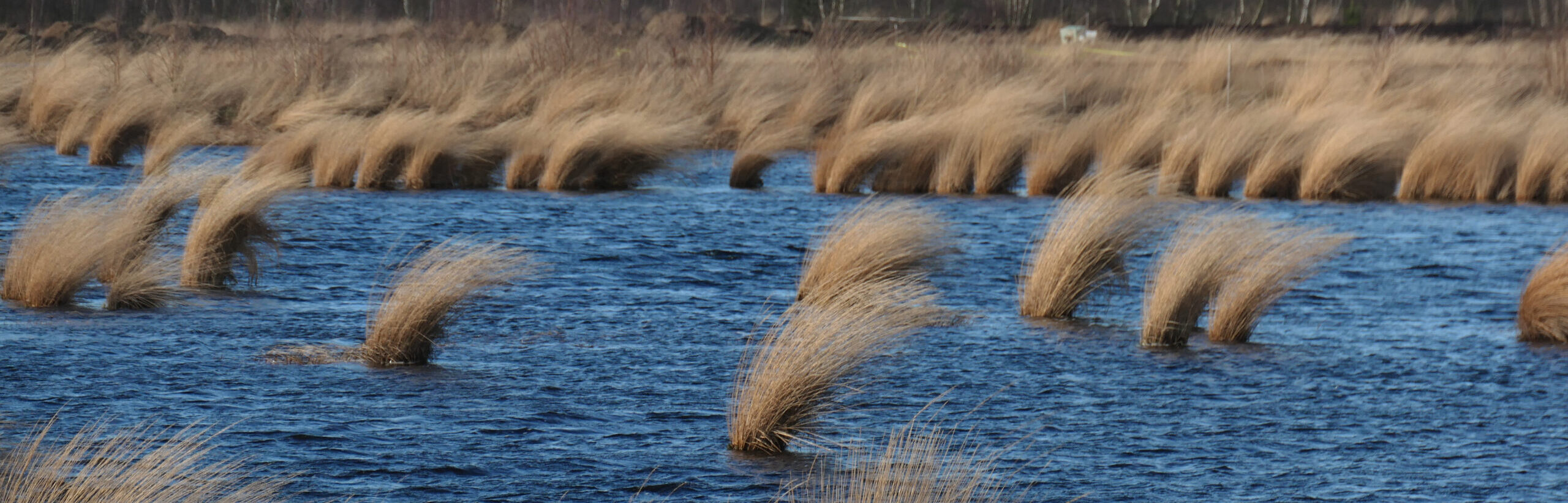 Wiedervernässte Moorfläche nach dem Torfabbau bei Klasmann-Deilmann GmbH