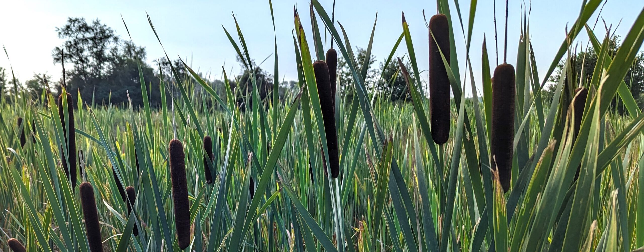Rohrkolben-Anbau auf Versuchsfläche in Niedersachsen