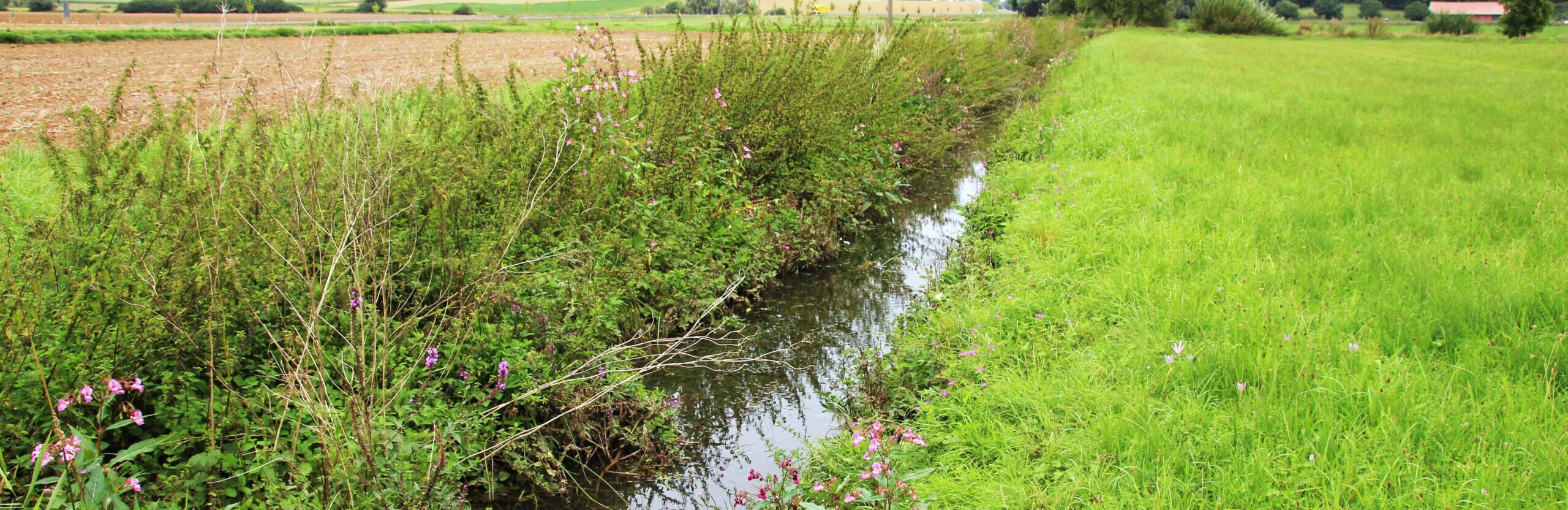 Entwässerungsgraben mit Uferstaudenflur zwischen Ackerfläche und Grünland