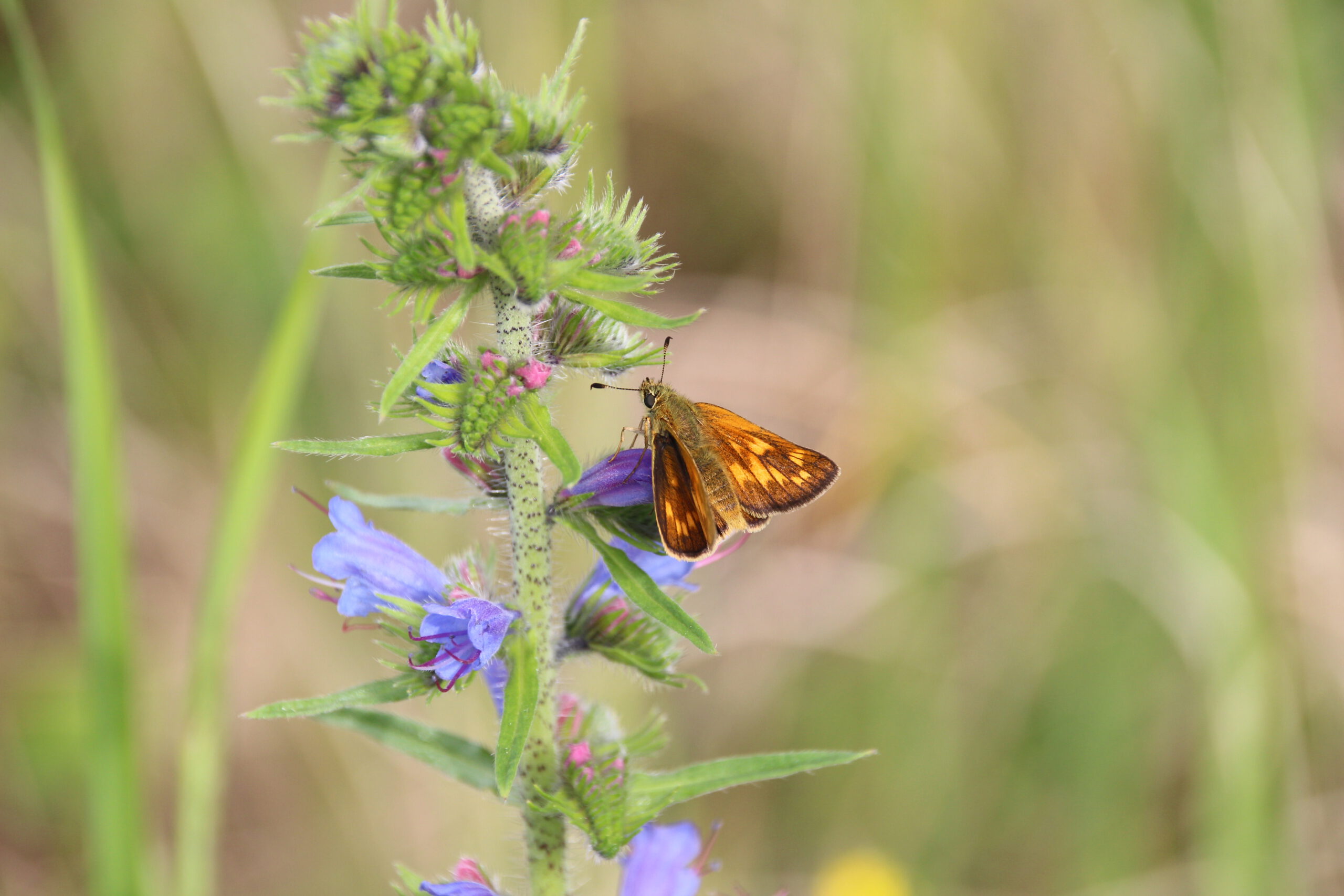 Nahaufnahme von einem Schmetterling auf blühender Pflanze in einer Wiese als Zeichen für Vielfalt und Zusammenwirken