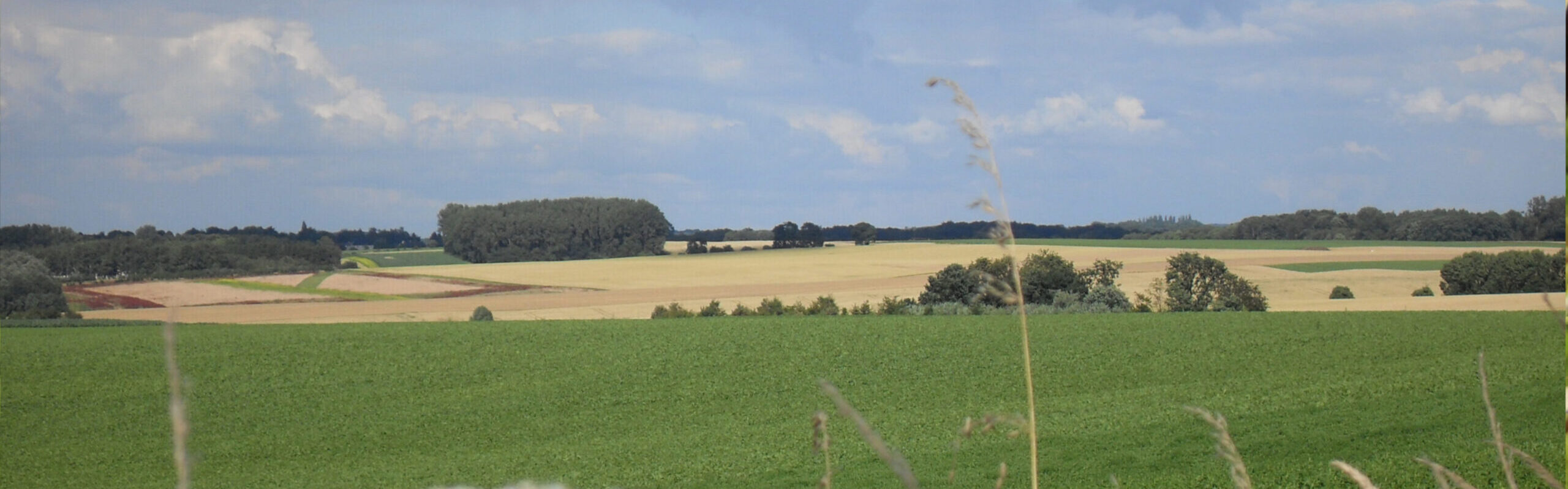 Blick von Randstreifen mit Wilder Möhre auf eine Agrarlandschaft und einem kleinen Wäldchen, die Felder werden zum Teil von Bäumen und Sträuchern abgegrenzt