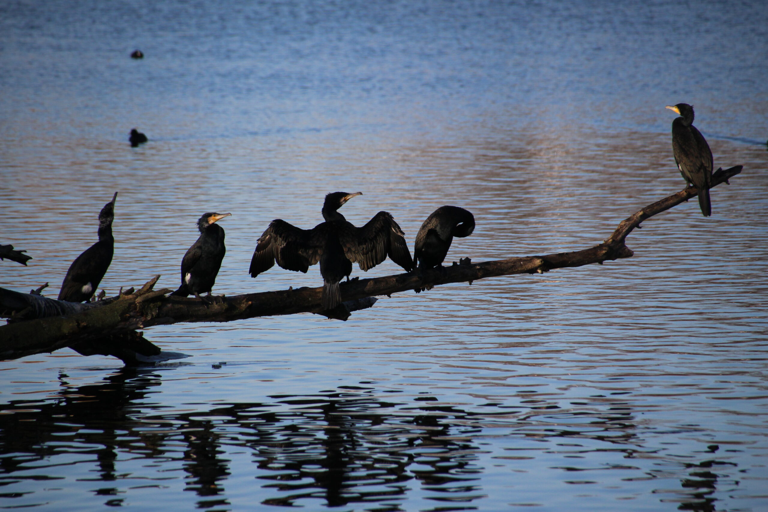 cormorants sitting on a branch above the water, basking in the sun