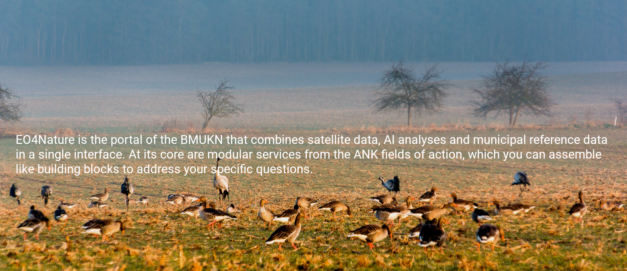 Grey geee and cranes at dawn